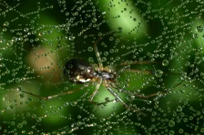 image Makro