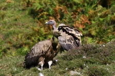 image Fauna