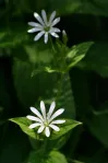 image Křehkýš vodní