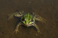 image Žába