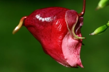 image Červená Karkulka