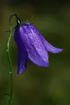 image Zvonek
