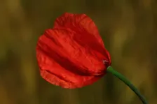image Vlčí mák