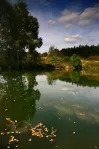 image Pecerady