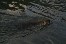 image Nutrie na Sázavě