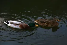 image Kachny na Sázavě