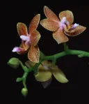 image Orchidej