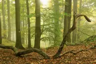 image Lesní nástrahy