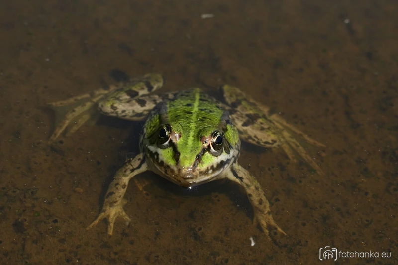 Žába