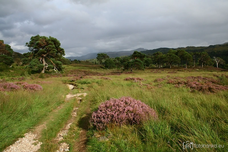 Glen Affric