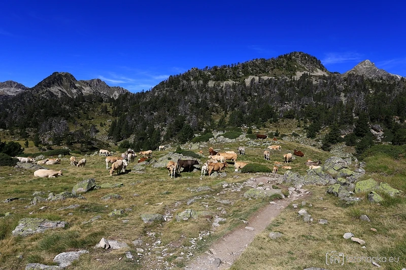 Pyreneje