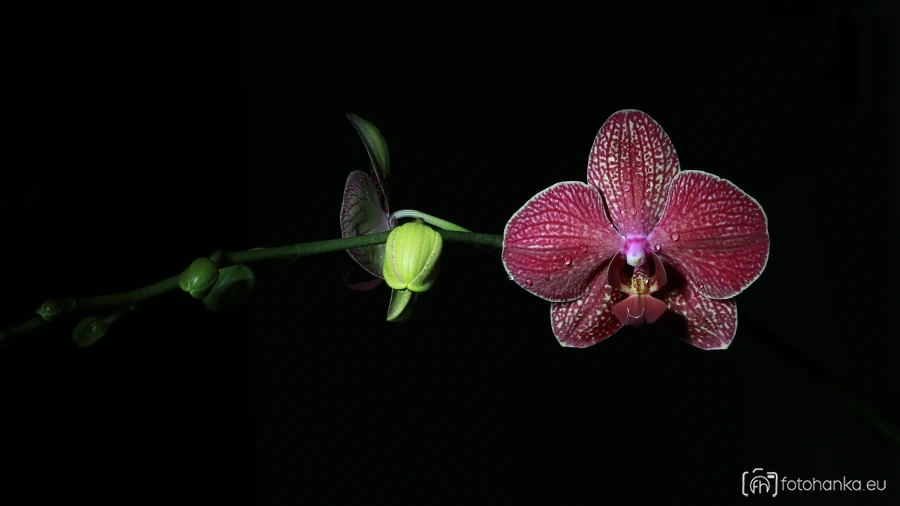 Orchidej