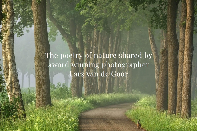 LARS VAN DE GOOR